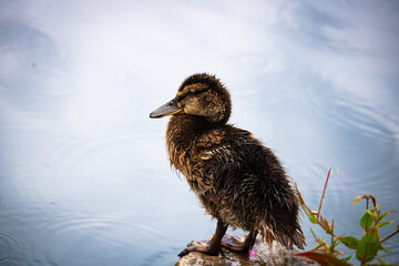 Duckling at the waterside
