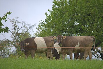 cows stand in a pasture on a green meadow