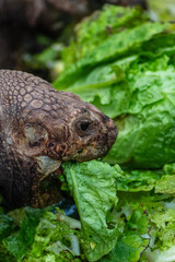 Tortuga centenaria y gigante comiendo lechuga