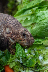 Tortuga centenaria y gigante comiendo lechuga