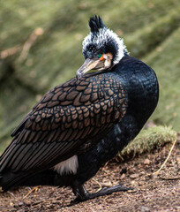 Preciosa Ave negra con un increible plumaje