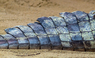 Cola de un cocodrilo/caiman