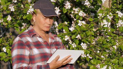 Farmer gardener stands by blossom tree in apple orchard using digital tablet. Agronomist businesswoman uses modern technologies to check crops and transmit information. Cultivation agricultural fruit