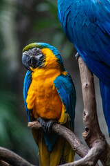 Primer plano de una preciosa ave con un impresionante plumaje