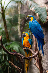 Precioso Papagayo en el zoloogico de Madrid con unos colores increibles y bonitos.