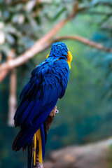 Precioso Papagayo en el zoloogico de Madrid con unos colores increibles y bonitos.