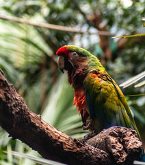 Precioso Papagayo en el zoloogico de Madrid con unos colores increibles y bonitos.