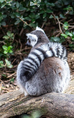 Lemur en el zoologico de Madrid