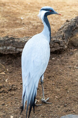 Faisán en el zoológico de Madrid