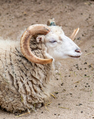 Cabras en el zoológico de Madrid
