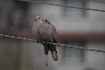 doves under the rain