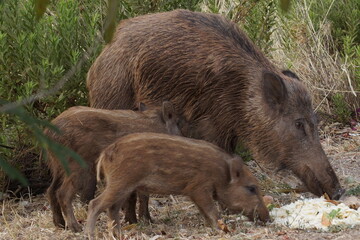 wild boar pig and family