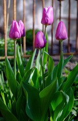 purple tulips in the garden