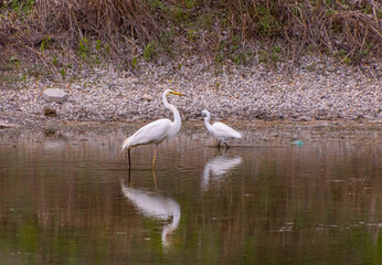 Naklejka na ściany i meble Great Egret Ardea alba and Little egret egretta garzetta searching for fishes in little pond