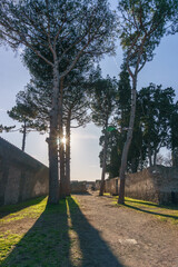 Roman street with trees during golden hour at sunset, Pompeii, Campania, Italy