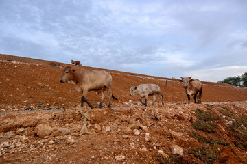 Yogyakarta, October 30, 2021: The process of arranging the Piyungan landfill using heavy equipment and the sight of cows around the landfill.