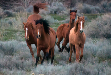 Wild Horses Washington State