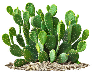 Green opuntia tropical cactus plants isolated on transparent background  