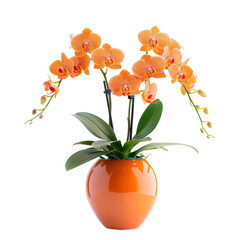 Beautiful orange orchid in pot on white background