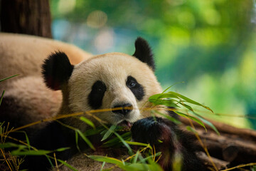 Side view of panda bear eating next to tree