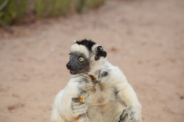 Fototapeta premium Verreaux's white sifaka with dark head Madagascar island fauna.