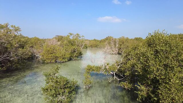 Mangroves natural habitat at Al Jubail Park in Abu Dhabi, UAE