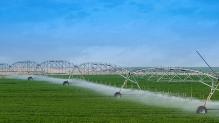 Irrigation system watering agricultural fields of corn in summer in arab