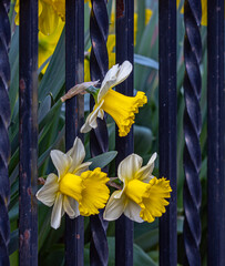 daffodi flower poking through fence
