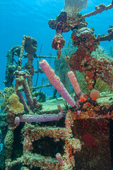 Caribbean coral garden, small ship wreck