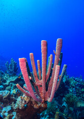 Caribbean coral garden, Roatan