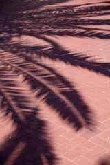 Shadows of palm leaves on a red brick sidewalk