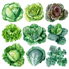 Fresh watercolor lettuce. Vegetarian diet salad leaves, healthy garden greens, kale, cabbage, romaine and iceberg hand drawn illustration set. Watercolor salad leaves