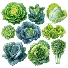 Watercolor lettuce leaves. Fresh green cabbages, lettuce, romaine, kale and iceberg, watercolor healthy garden greens and vegetarian diet salad leaves illustration set. Hand drawn lettuce collection