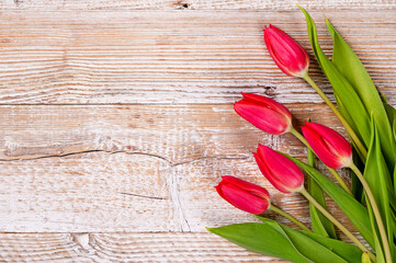 Fototapeta premium Tulipany.