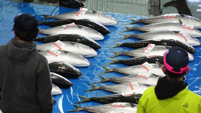 NUMAZU, SHIZUOKA, JAPAN - MARCH 2024 : View of Japanese amberjack (yellowtail or buri fish) auction. Japanese seafood concept video.