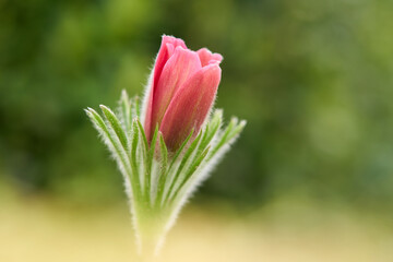 Küchenschelle, Kuhschelle, Pulsatilla vulgaris