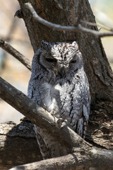 Photo of African scops owl