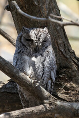 Photo of African scops owl