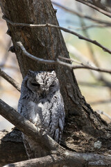 Photo of African scops owl