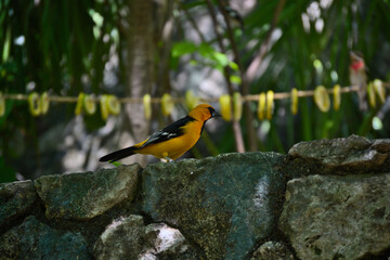 Discover the brilliant yellow-and-black Audubon’s Oriole, a shy species of woodlands and brush...