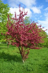 Medium size paradise apple tree bloom at the beginning of spring and decorate the garden.