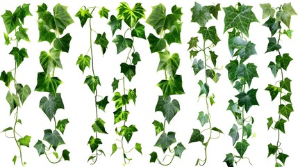 Set of green leaves from a jungle ,isolated on a white 