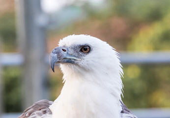 White Bellied Eagle