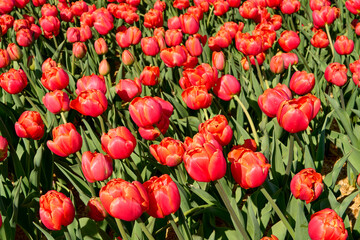 Fototapeta premium Close-up of a bed of vibrant bright red tulips at a tulip festival.