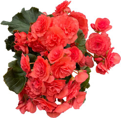 pink blooming begonia plant flowers isolated