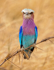 lilac roller on a branch, Lilac Breasted Roller