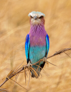 lilac roller on a branch, Lilac Breasted Roller