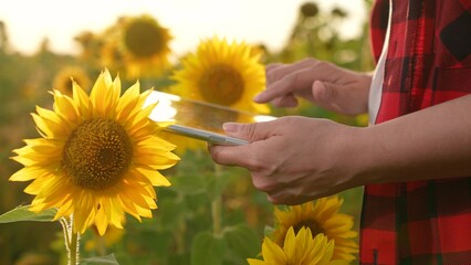 farmer hand working digital tablet, business sunflower field, farmer using tablet, sunflower field...