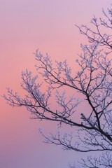 Fototapeta premium The bare tree branches delicately intertwine under the soft pastel twilight sky, resembling a lace pattern.