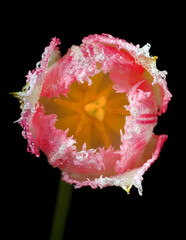 bright colorful tulip in dew drops isolated on black. close up. selective focus - 790416870